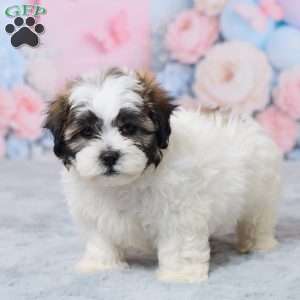 Mason, Teddy Bear Puppy
